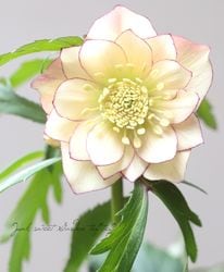 Flower Species,クリスマスローズ | Junk sweet Garden tef*tef*