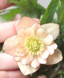 2026��No.29�ۻ�����Ƿ�ᡦ���ꥹ�ޥ������� �إ��ץꥳ�åȡ����åץ��Fairies Dreams�ˡ� 