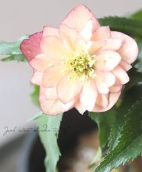 Flower Species,クリスマスローズ | Junk sweet Garden tef*tef*