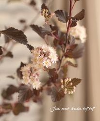 花苗 | Junk sweet Garden tef*tef*