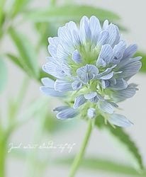�ڥϡ��֡ۡإ֥롼�ե��̥��꡼���� (�쥤��祦����)