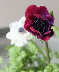 Ȭ�ź餭���ͥ�͡��إ��󥢥ꥹ�� 2���餭 ��I�����ס�