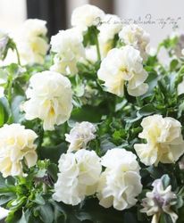 ���������Ȭ�ź餭�ե��ѥ󥸡����إ����塼�ɡ�  �����¥��ꥸ�ʥ��A�ۡ�50��off��