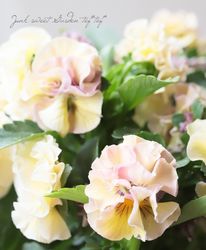 ���������Ȭ�ź餭�ե��ѥ󥸡����إ����塼�ɡ�  �����¥��ꥸ�ʥ��B�ۡ�50��off��