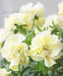 ���������Ȭ�ź餭�ե��ѥ󥸡����إ����塼�ɡ�  �����¥��ꥸ�ʥ��C�ۡ�50��off��