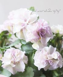 ���������Ȭ�ź餭�ե��ѥ󥸡����إ����塼�ɡ�  �����¥��ꥸ�ʥ��D�ۡ�50��off��