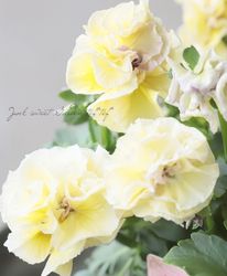 ���������Ȭ�ź餭�ե��ѥ󥸡����إ����塼�ɡ�  �����¥��ꥸ�ʥ��E�ۡ�50��off��