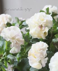 ���������Ȭ�ź餭�ե��ѥ󥸡����إ����塼�ɡ�  �����¥��ꥸ�ʥ��F�ۡ�50��off��