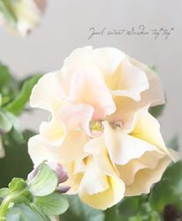 ���������Ȭ�ź餭�ե��ѥ󥸡����إ����塼�ɡ�  �����¥��ꥸ�ʥ��G�ۡ�50��off��