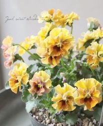 ��������ۥե��餭�ӥ��顡�إ������롼��ٲ����¡߶����դ����ඦƱ��ȯ�ʼ��H�ۡ�50��off��