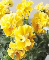 ��������ۥե��餭�ӥ��顡�إ������롼��ٲ����¡߶����դ����ඦƱ��ȯ�ʼ��I�ۡ�50��off��