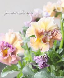 ��������ۥե��餭�ӥ��顡�إ������롼��ٲ����¡߶����դ����ඦƱ��ȯ�ʼ��J�ۡ�50��off��