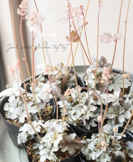 �ҥ塼����� �إ��⡼������󥭡���