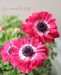 ��3ǯʪ��PREMIUM�� Ȭ�ź餭���ͥ�͡��ݥ�ȥ��֥롡�إԥ󥯡١��Ѥ��餭��