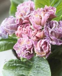 �Х�餭�ץ��顦����ꥢ�󡡡إ����ͥåȡ����֥��ȥ��������顼�١�J��