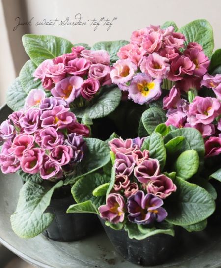 バラ咲きプリムラ・ジュリアン 『コロネット・レンブラントダスク