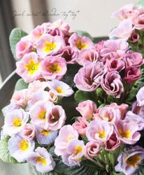 �Х�餭�ץ��顦����ꥢ�󡡡إ����ͥåȡ����֥��ȥ��������顼�١�L��