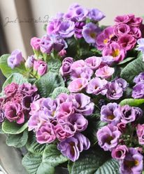 �Х�餭�ץ��顦����ꥢ�󡡡إ����ͥåȡ����֥��ȥ��������顼�١�M��