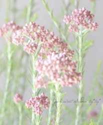 �饤���ե����إ������ԥ󥯡١�