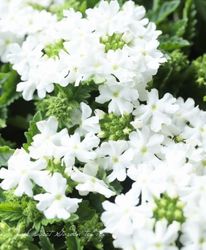 Flower Species,バーベナ | Junk sweet Garden tef*tef*