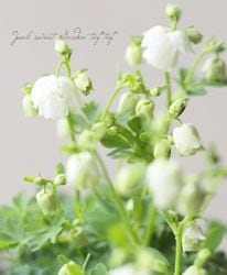 �ھ�����ݥ��ꥸ�ʥ�� ɱ�����ޥ� �إƥ������ɥե��� �ڥۥ磻�ȡ�