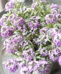 �����ꥢ��å��ࡡ�إϥåԡ��ݥ�ݥ�١�ʤ�إԥ��ƥ���