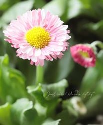 ¼���������˥å�����Υ��󥰥�å���ǡ������إ����ǥ��ԥ󥯷ϡ�