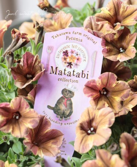 �ڹ�߷���󥪥ꥸ�ʥ�ۥڥ���˥���Ristorante Toti�ʥꥹ�ȥ��ơ��ȡ��ƥ��˥��꡼�����ؤޤ����Ӥ��塼��� 