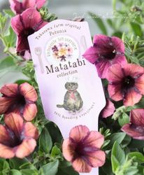 �ڹ�߷���󥪥ꥸ�ʥ�ۥڥ���˥���Ristorante Toti�ʥꥹ�ȥ��ơ��ȡ��ƥ��ˤޤ����ӥ��꡼�����ؤޤ����Ӥ���󤸤��äȡ� 