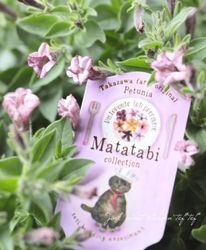 �ڹ�߷���󥪥ꥸ�ʥ�ۥڥ���˥���Ristorante Toti�ʥꥹ�ȥ��ơ��ȡ��ƥ��ˤޤ����ӥ��꡼�����ؤޤ����Ӥࡼ���� 