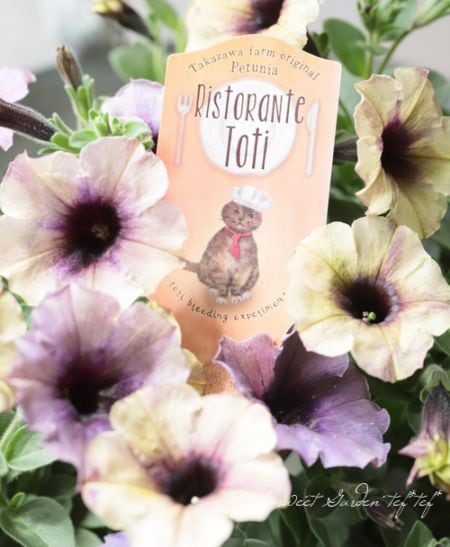 �ڹ�߷���󥪥ꥸ�ʥ�ۥڥ���˥���Ristorante Toti�ʥꥹ�ȥ��ơ��ȡ��ƥ��˥ߥǥ����ॷ�꡼�����ؤ������쥢��ƥ������� 