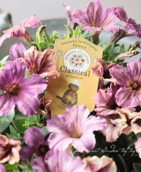 �ڹ�߷���󥪥ꥸ�ʥ�ۥڥ���˥���Ristorante Toti�ʥꥹ�ȥ��ơ��ȡ��ƥ��˥��饷���륷�꡼�����إ��饷���륢�åץ�� 