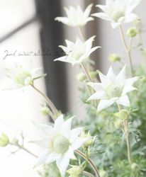 �ե��ͥ�ե� �إ��꡼�󥨥󥸥����