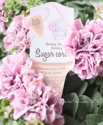 �ڹ�߷���󥪥ꥸ�ʥ��Ȭ�ź餭�ڥ���˥�������ɥ��奬�������󥷥꡼�����إ٥꡼���ȥ��٥꡼�� 