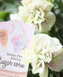 �ڹ�߷���󥪥ꥸ�ʥ��Ȭ�ź餭�ڥ���˥�������ɥ��奬�������󥷥꡼�����إ����꡼�ۥ磻�ƥ����� 