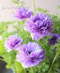 ��3ǯʪ��PREMIUM�� Ȭ�ź餭���ͥ�͡��إ��󥢥ꥹ�١ڥѡ��ץ�ϡ�