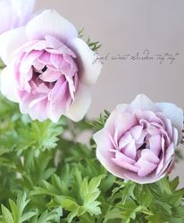 ��3ǯʪ��PREMIUM�� Ȭ�ź餭���ͥ�͡��إ��󥢥ꥹ�١ڥ˥奢�󥹥ԥ󥯷ϡ�