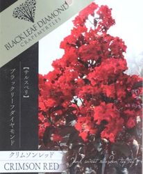 ���ե��륹�٥ꡦ�֥�å��꡼�ե�������� �إ���ॾ���åɡ�