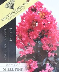 ���ե��륹�٥ꡦ�֥�å��꡼�ե�������� �إ�����ԥ󥯡�