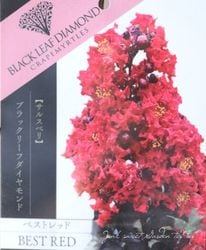 ���ե��륹�٥ꡦ�֥�å��꡼�ե�������� �إ٥��ȥ�åɡ�