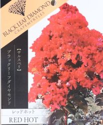 ���ե��륹�٥ꡦ�֥�å��꡼�ե�������� �إ�åɥۥåȡ�