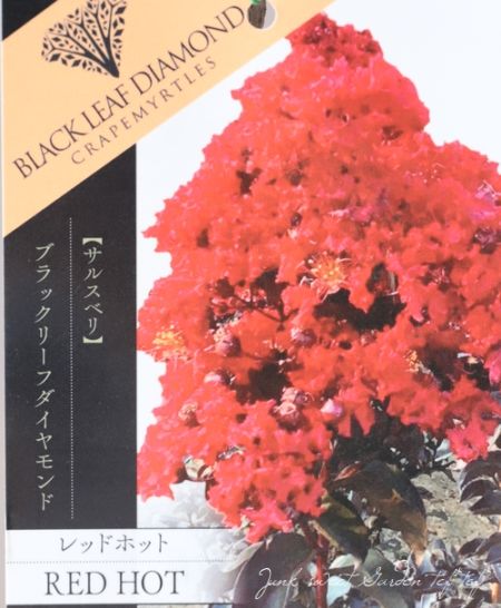 黒葉サルスベリ・ブラックリーフダイヤモンド 『レッドホット』 | 花苗