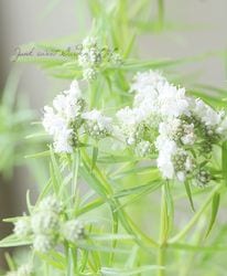 花苗【リーフ】 | Junk sweet Garden tef*tef*
