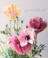 Flower Species,ラナンキュラス | Junk sweet Garden tef*tef*