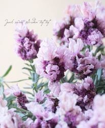 �ե�����٥���� �إ�ӥå���ԥ󥯡�