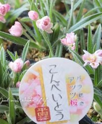 Flower Species,アッツサクラ | Junk sweet Garden tef*tef*