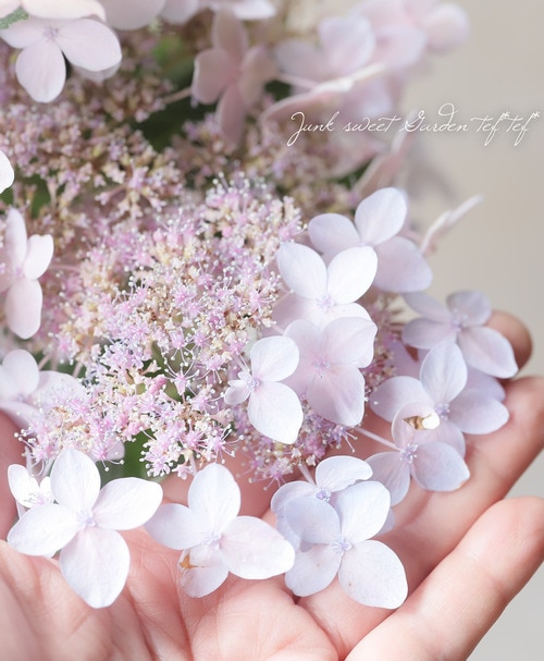 山紫陽花 『ティアラ』 | すべての商品 | | Junk sweet Garden tef*tef*