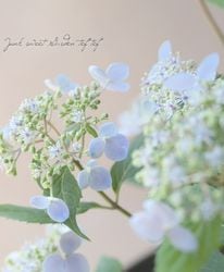 �����۲֡������ͤη��