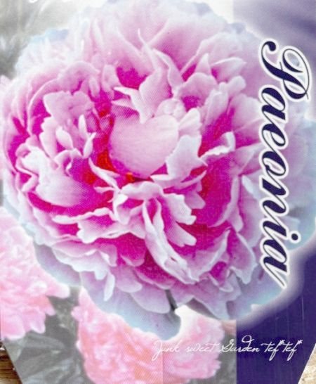 芍薬 『サラベルナール』 | すべての商品 | | Junk sweet Garden tef*tef*