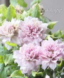 Ȭ�ź餭����ޥ��� �ؤϤ뤫���ߡ� �ؤϤ뤦����